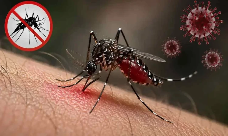 ডেঙ্গুতে আরও ৮ জনের মৃত্যু, হাসপাতালে ২০৩৬ জন