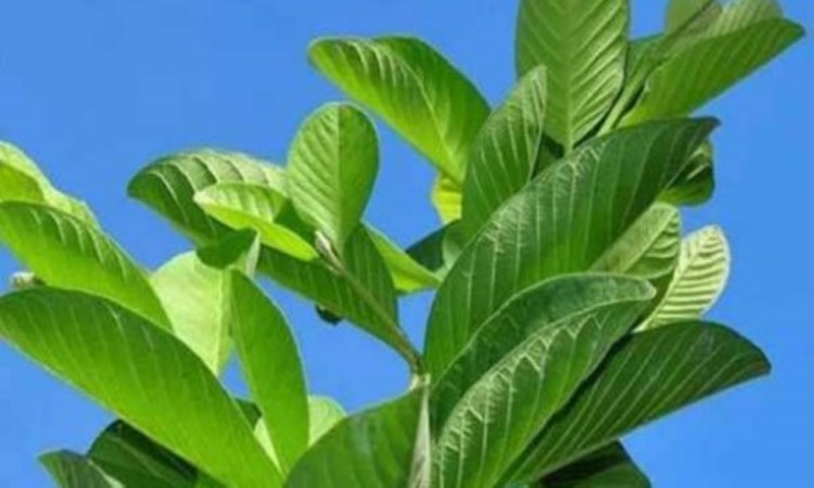পেয়ারা পাতার জাদুকরী সিরামে চিরতরে দূর করুন চুল পড়া